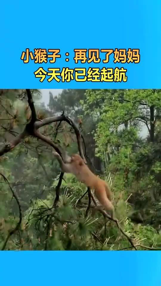猴子再见,一段难忘的离别之旅